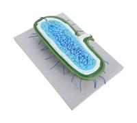 Didiseaon Modelo De Núcleo Celular Ampliado Enseñanza De Biología Anatomía Celular Con Orgánulos Material Docente Para Aula De Ciencias