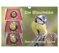 Die Blaumeise, Gast in unserem Garten (Wandkalender 2026 DIN A4 quer), CALVENDO Monatskalender: Ein Kalender, den man sehen muss