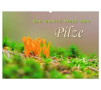 Die bunte Welt der Pilze (Wandkalender 2026 DIN A2 quer), CALVENDO Monatskalender: Aufnahmen von Waldpilzen