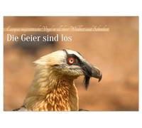 Die Geier sind los (Tischkalender 2026 DIN A5 quer), CALVENDO Monatskalender: Europas Geier in den wilden Pyrenäen