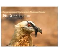 Die Geier sind los (Wandkalender 2026 DIN A3 quer), CALVENDO Monatskalender: Europas Geier in den wilden Pyrenäen