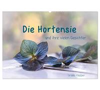 Die Hortensie und ihre vielen Gesichter (Wandkalender 2026 DIN A2 quer), CALVENDO Monatskalender: Hortensienblüten in ihrer zarten Schönheit