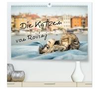 Die Katzen von Rovinj (hochwertiger Premium Wandkalender 2026 DIN A2 quer), Kunstdruck in Hochglanz: Der ultimative Katzen-Straße von Rovinj in Kroatien!