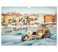 Die Katzen von Rovinj (Wandkalender 2026 DIN A4 quer), CALVENDO Monatskalender: Der ultimative Katzen-Straße von Rovinj in Kroatien!