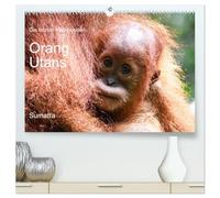 Die letzten freilebenden Orang Utans (hochwertiger Premium Wandkalender 2026 DIN A2 quer), Kunstdruck in Hochglanz: Orang Utans in freier Wildbahn