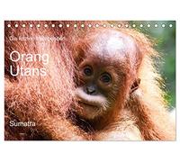 Die letzten freilebenden Orang Utans (Tischkalender 2026 DIN A5 quer), CALVENDO Monatskalender: Orang Utans in freier Wildbahn