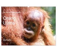 Die letzten freilebenden Orang Utans (Wandkalender 2026 DIN A2 quer), CALVENDO Monatskalender: Orang Utans in freier Wildbahn