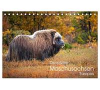 Die letzten Moschusochsen Europas (Tischkalender 2026 DIN A5 quer), CALVENDO Monatskalender: Moschusochsen im norwegischen Dovrefjell Nationalpark