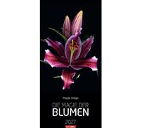 Die Magie der Blumen Kalender 2027: Langer Wandkalender mit farbenprächtigen Blumen-Fotos. Dekorativer XL Kalender mit beeindruckenden Blüten auf schwarzem Hintergrund. 33 x 68 cm