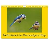 Die Schönheit der Gartenvögel im Flug (Wandkalender 2026 DIN A4 quer), CALVENDO Monatskalender: Spektakuläre Aufnahmen von Gartenvögel im Flug