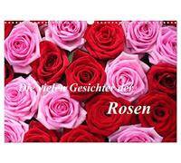 Die vielen Gesichter der Rosen (Wandkalender 2026 DIN A3 quer), CALVENDO Monatskalender: Verschwenderische Rosenpracht