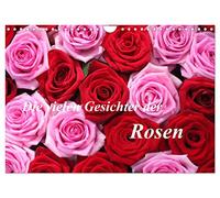 Die vielen Gesichter der Rosen (Wandkalender 2026 DIN A4 quer), CALVENDO Monatskalender: Verschwenderische Rosenpracht