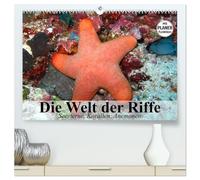 Die Welt der Riffe. Seesterne, Korallen, Anemonen (hochwertiger Premium Wandkalender 2026 DIN A2 quer), Kunstdruck in Hochglanz: Die erstaunlichen Gärten und Blütenformen der Meere