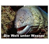 Die Welt unter Wasser (Wandkalender 2026 DIN A2 quer), CALVENDO Monatskalender: Unterwasseraufnahmen von Meerestieren im Mittelmeer, Roten Meer und Indischen Ozean.