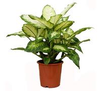 Dieffenbachia Camilla Compacta - Planta de interior de caña muda en maceta de 12 m