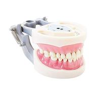Dientes dentales Typodont modelo 200 tipo Kilgore Nissin dientes extraíbles adecuados para estudiantes dentales práctica operación y demostración de enseñanza