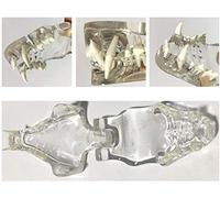 Dientes modelo anatómico de gato, detalles de PVC plantilla de demostración de enseñanza animal para educación o medicina veterinaria 47.5cm * 14.5cm * 8cm