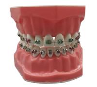 Dientes, Modelo de Dientes, Modelo Tipodonto de Plástico Realista de 3.0x2.4 Pulgadas con Alambres de Metal y Soporte, Ideal para Adultos y Niños, Juguete de Dentista