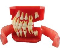Dientes Typodonts Modo Dental 3-12 Años Constante Dientes Crecen Reemplazar Demo Anatomía Enseñanza Estudio(7013)