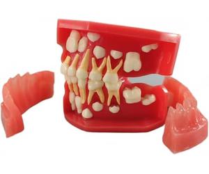 Dientes Typodonts Modo Dental 3-12 Años Constante Dientes Crecen Reemplazar Demo Anatomía Enseñanza Estudio(7012)