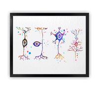 Dignovel Studios Póster de 13 x 19 pulgadas, sin marco, tipos de neuronas, ciencia, neurología, neurociencia, neurólogo, oficina, clínica, acuarela, póster para pared, guardería, oficina, decoración