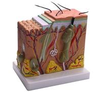 Diheohg Modelo de piel, 50 veces la estructura de la piel y el cabello Agrandar Modelo anatómico Anatomía para Estudios de Ciencias Naturales en el aula Modelo Médico Enseñante