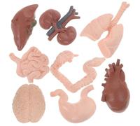 DIKACA 8 piezas Modelo Anatómico de Órganos Humanos Herramienta Educativa Realista para Enseñanza Médica Demostración Didáctica de Cerebro Corazón Intestinos y Riñones Compacto y