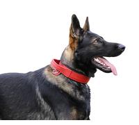 Dingo Gear Collar para Perro Drago de Cuero, Amortiguado con Asa Ancha y Fuerte, Hecho a Mano, Circunferencia del Cuello 48-56 cm, para Entrenamiento y Paseos, Rojo (S03916)