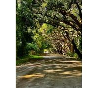 Dirt Road on Johns Island SC: large notebook 8.5 x 11 lined 100 pages premium paper nature grand oak trees Charleston SC