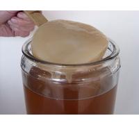 Disco SCOBY de Kombucha Fresco y Vivo con Líquido Iniciador - KEFIRALIA