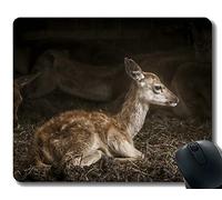 Diseño del cojín de ratón del Juego, Retrato recién Nacido Animal Salvaje Joven - Bordes cosidos