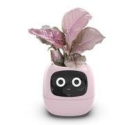 Disttocate Maceta Inteligente Ivy, Maceta Pequeña Recargable por USB para Decoración de Interiores, Hace Que Cultivar Plantas Sea Fácil y Divertido, Color Rosa