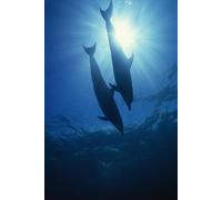 Dive Log: Plan Your Scuba Dive