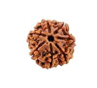 Divine Hindu Cuenta original de Rudraksha nepalí, símbolo de poder divino, certificado en laboratorio, M, Rudraksha, No es una piedra preciosa