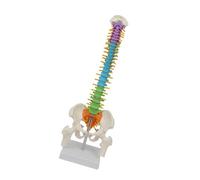 diwedaso Modelo de Columna Vertebral a tamaño Real con Soporte de exhibición, Esqueleto, Herramienta educativa Realista para enseñar anatomía a Estudiantes