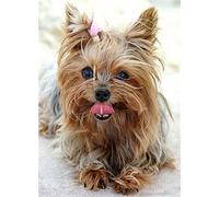 DIY 5D Diamond Painting Kit Completo Taladro,Pintura Diamante Set Yorkshire terrier Bordado Rhinestone de Punto de Cruz Painting Diamante Artes Lienzo Pared Decoración Square Drill30x40cm
