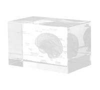 DIYEAH Figura decorativa de cerebro humano en cristal tallado, modelo anatómico en cubo transparente, decoración versátil para espacio de trabajo y estudio