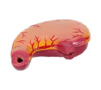 DIYEAH Modelo de estudio del estómago: Modelo de estómago - Herramienta detallada de anatomía de órganos - Equipo de anatomía para estudios de biología, escuelas, instituciones de exhibición e