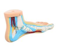 DIYEAH Modelo Diseño Detallado en Vinilo Anatómico del Pie Realista para Enseñanza de Anatomía y Fisiología para Uso Educativo