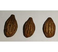 DK Harad Badi - Amarillo Harad badi - Harad PILI - Harad PILI Badi - Harad Badi PILI - Aralu - Inknut - Haritaki - Kadukkai - Harar - Terminalia Chebula - Karakkaya - 250 g