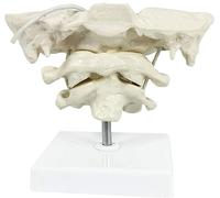 DKULMN Modelo de Columna Cervical Humana Modelo óseo Occipital,Modelo Educativo de PVC Modelo Occipital, Modelo de Columna Cervical Humana para la enseñanza