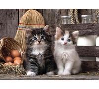 DMQBT 1500 Piezas Rompecabezas para Adultos - Cute Cat Fotos Difficult Rompecabezas - Large Rompecabezas Gifts para The Family - Decoración del Hogar - Jy438Zp