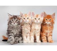 DMQBT 1500 Piezas Rompecabezas para Adultos - Cute Cat Fotos Difficult Rompecabezas - Large Rompecabezas Gifts para The Family - Decoración del Hogar - Jy440Zp