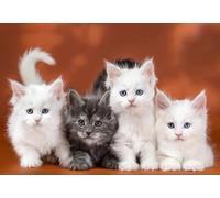 DMQBT 1500 Piezas Rompecabezas para Adultos - Cute Cat Fotos Difficult Rompecabezas - Large Rompecabezas Gifts para The Family - Decoración del Hogar - Jy437Zp