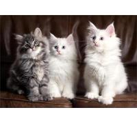 DMQBT 1500 Piezas Rompecabezas para Adultos - Cute Cat Fotos Difficult Rompecabezas - Large Rompecabezas Gifts para The Family - Decoración del Hogar - Jy439Zp