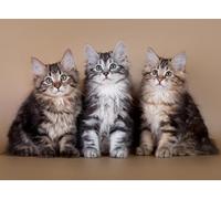 DMQBT 1500 Piezas Rompecabezas para Adultos - Cute Cat Fotos Difficult Rompecabezas - Large Rompecabezas Gifts para The Family - Decoración del Hogar - Jy441Zp