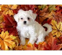 DMQBT Poster Art Rompecabezas 1500 Piezas - Cute Maltese Dog Art Fotos - Rompecabezass para Adults 1500 Piezas - Juguetes De Desafío Difíciles para La Diversión Familiar - Hx227Zw