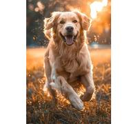 DMQBT Poster Art Rompecabezas 1500 Piezas - Goldens Retrievers Fotos - Large Rompecabezas Gift para The Whole Family - Rompecabezass para Adults 1500 Piezas - Hx134Zw