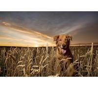 DMQBT Poster Art Rompecabezas 1500 Piezas - Goldens Retrievers Fotos - Large Rompecabezas Gift para The Whole Family - Rompecabezass para Adults 1500 Piezas - Hx135Zw