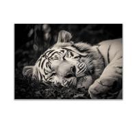 DMZPKZB Pintura en blanco y negro tigre Moderno Cuadro Lienzo no Tejido,Quadros Decoração Sala,para la Decoración Salon Dormitorio Oficina（Blanco y negro-70x100cm Sin marco